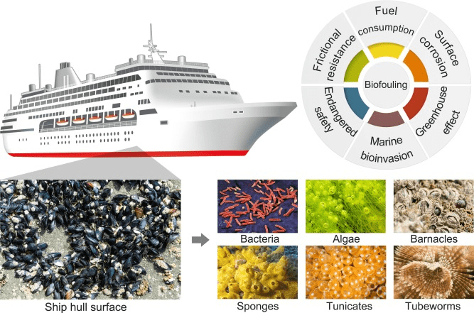 N-PMI-modified PAZ nanocomposite coatings for corrosion and fouling applications.